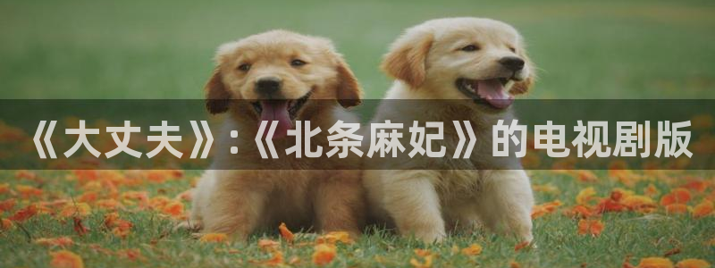 熊猫电视好么：《大丈夫》:《北条麻妃》的电视剧版